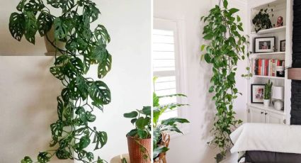 Plantas colgantes que reducen el calor dentro de la casa y refrescan