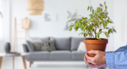 El árbol pequeño de raíz corta que puedes tener en las macetas y refrescar tu casa