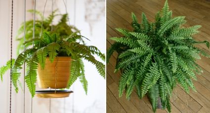 Reduce el calor en casa con esta planta colgante que también purifica el aire