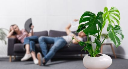 La planta pequeña y fácil de cuidar que absorbe la humedad generada por el calor