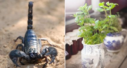 3 plantas que debes tener en tu casa para ahuyentar a los alacranes