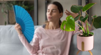 La planta que absorbe la humedad y acaba con el calor de tu hogar