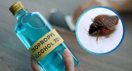 La manera correcta de usar el alcohol para ahuyentar las chinches