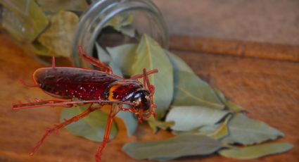 Del ajo al laurel: los mejores remedios con pocos ingredientes para alejar las cucarachas