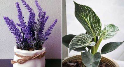 Las plantas que limpian el aire y embellecen tu hogar, según Profeco