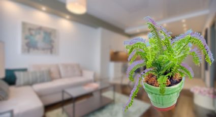 Plantas que absorben el calor y mantienen fresca tu casa si no tienes muchas ventilación