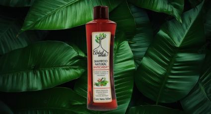 ¿Qué tan bueno es el shampoo árbol verde?