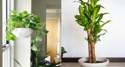 Plantas de sombra para sala: 3 tipos ideales para decorar y cómo cuidarlas