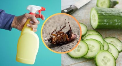 ¿Cómo eliminar plaga de cucarachas chiquitas? El truco con pepino que las aniquila