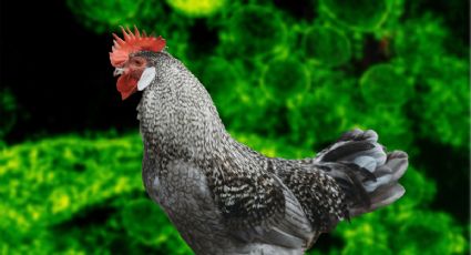 ¿Cuáles son los síntomas de la gripe aviar H5N2? Muere primera persona por la enfermedad