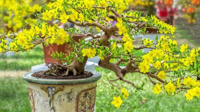 Así es como puedes plantar un árbol de durazno en maceta