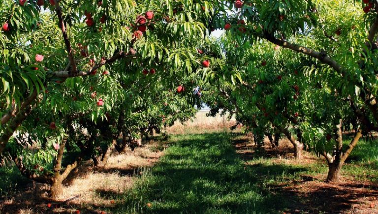 como plantar un arbol de durazno en una maceta