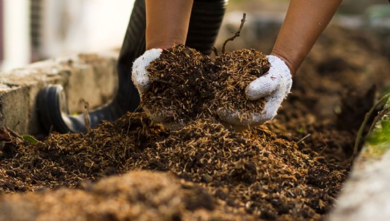 pasos para plantar un arbol de durazno en una maceta