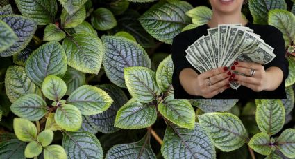 ¿Cuál es la planta millonaria y cómo atraer dinero y abundancia con ella?