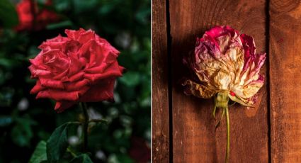 ¿Que significa cuando una rosa se marchita rápido?