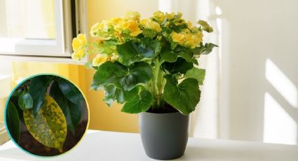 5 remedios caseros para salvar a una planta con hojas amarillas