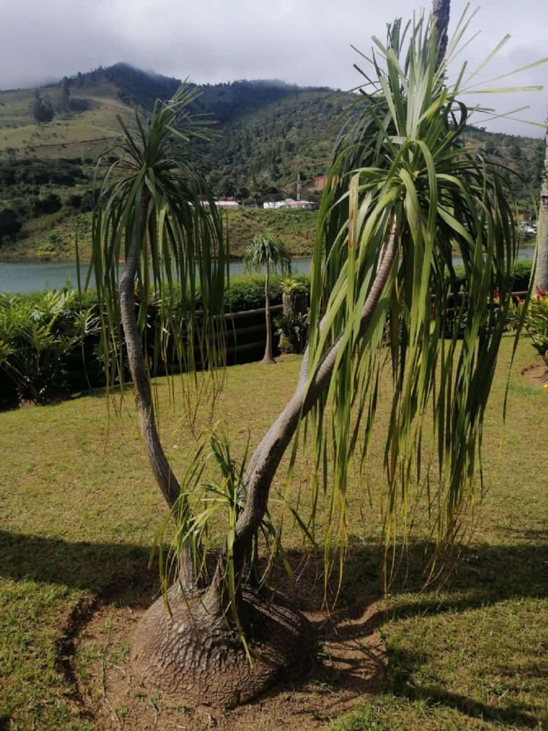 es ilegal tener una planta pata de elefante