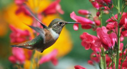 ¿Cuál es el significado espiritual de los colibríes?