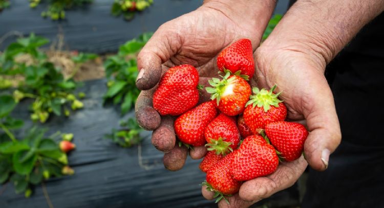 ¿Qué alimentos tienen la proteína p62 y qué relación tiene con el cáncer?