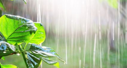 ¿Cómo puedo proteger mis plantas de las fuertes lluvias? 3 tips que les salvará la vida