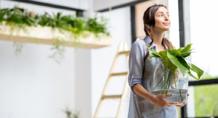 5 remedios caseros para revivir una planta que está muriendo