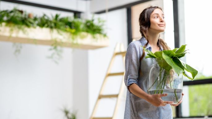 5 remedios caseros para revivir una planta que está muriendo