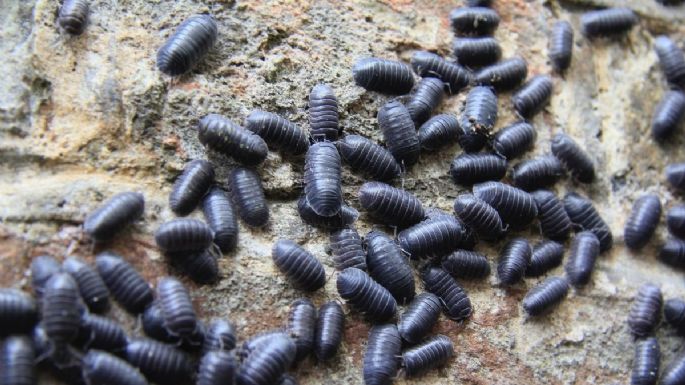 ¿Qué significa espiritualmente que aparezcan cochinillas en tu casa?