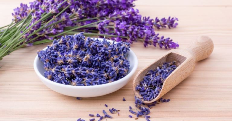 beneficios de la lavanda contra el insomnio