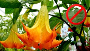 Campana del diablo, la flor que tienes en tu jardín y podría poner en riesgo tu salud