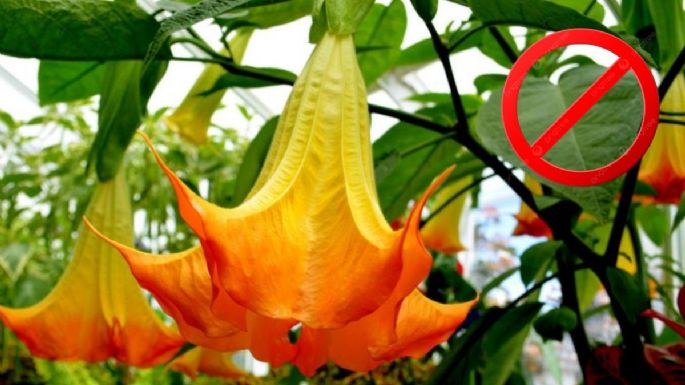 Campana del diablo, la flor que tienes en tu jardín y podría poner en riesgo tu salud