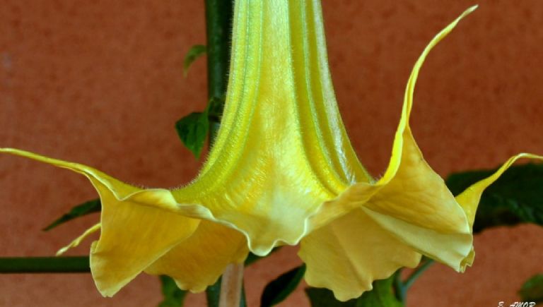 Características de la campana del diablo o floripondio