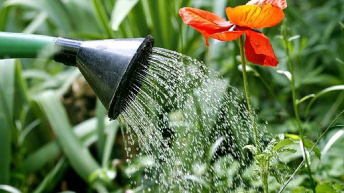 5 consejos para aprovechar el agua de lluvia en tus plantas