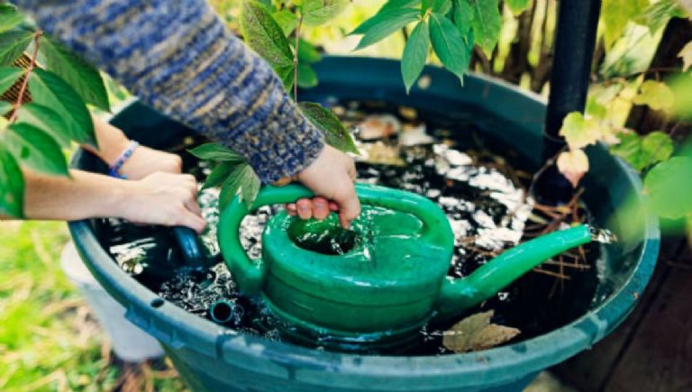 ¿Cómo hacer depósitos de agua de lluvia para las plantas?