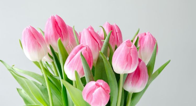 El significado de que te regalen tulipanes rosas en febrero