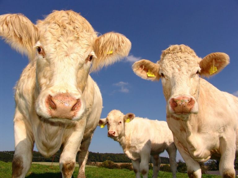 ¿Cuál es la razón por la que no se pueden comer carnes rojas en semana santa?