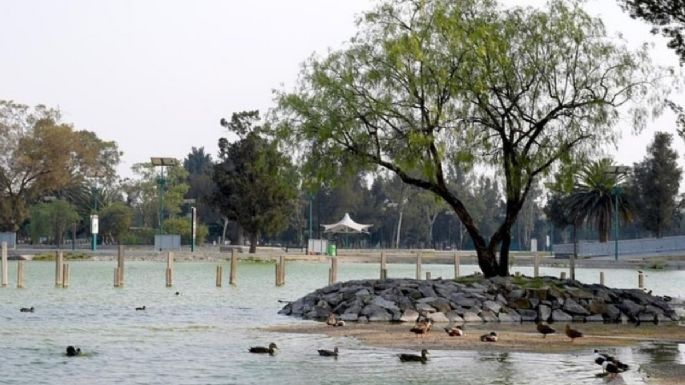 Ruta de parques: lugares en la CDMX para llevar a tu perro